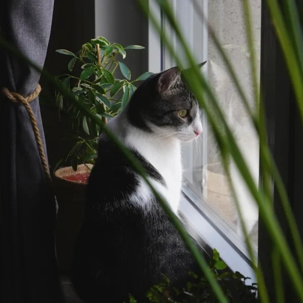 a cat sitting on a window sill