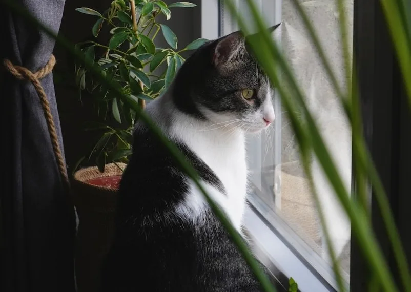 a cat sitting on a window sill