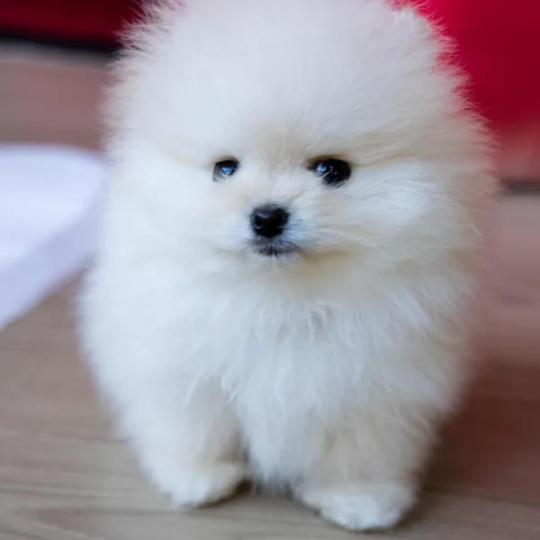 white pomeranian puppy on brown wooden floor