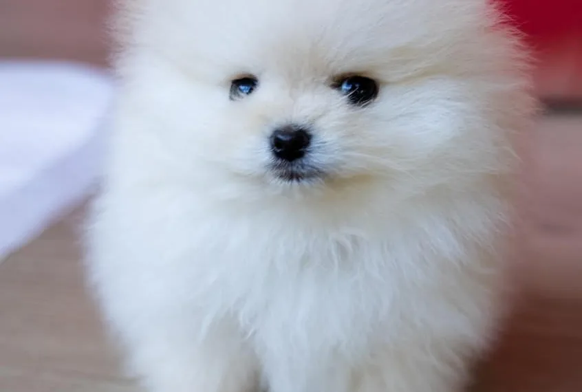white pomeranian puppy on brown wooden floor