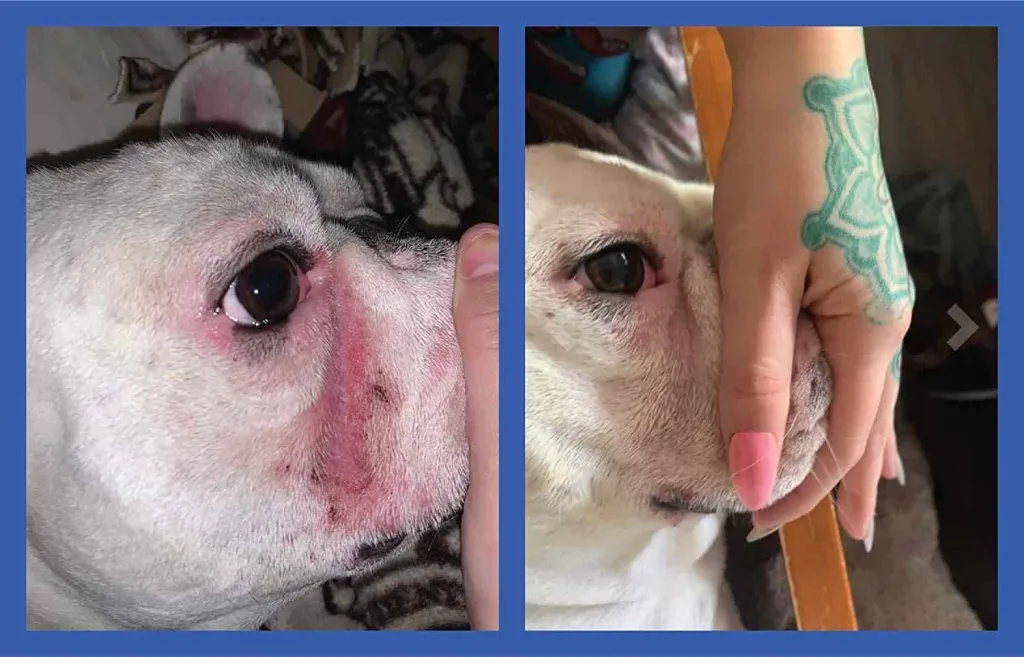 white dog with facial fold irritation squishface bulldog with redness in facial folds on left and no redness on right