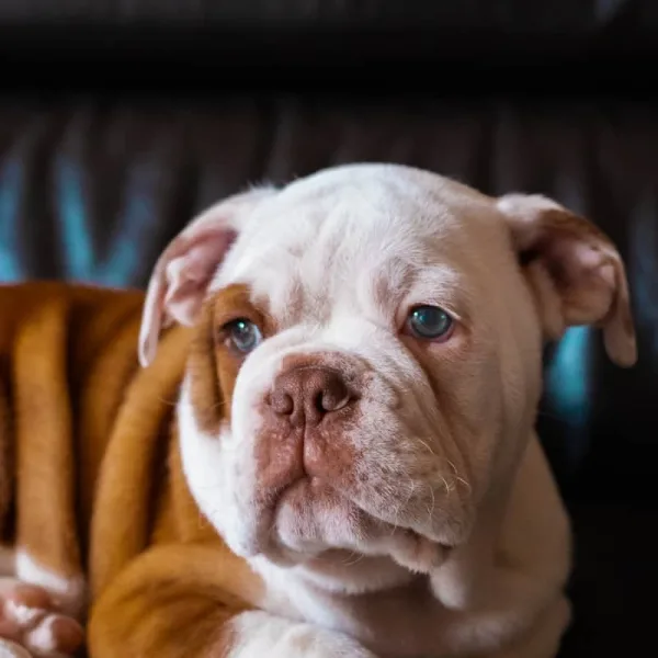 white and brown short coated dog