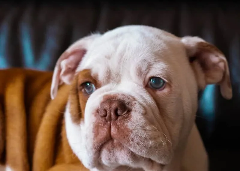 white and brown short coated dog