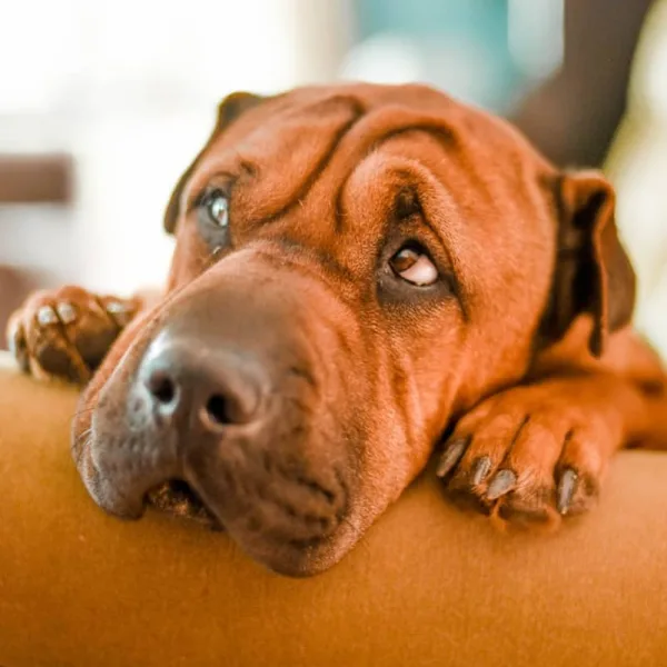 selective focus photography of brown dog on sofa