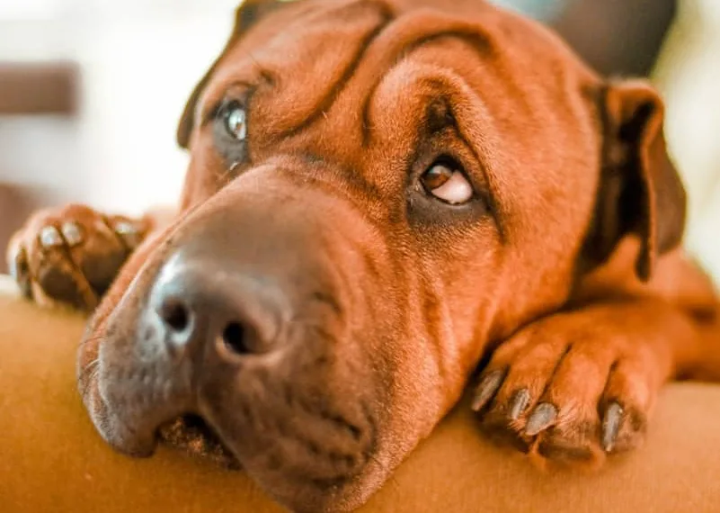 selective focus photography of brown dog on sofa