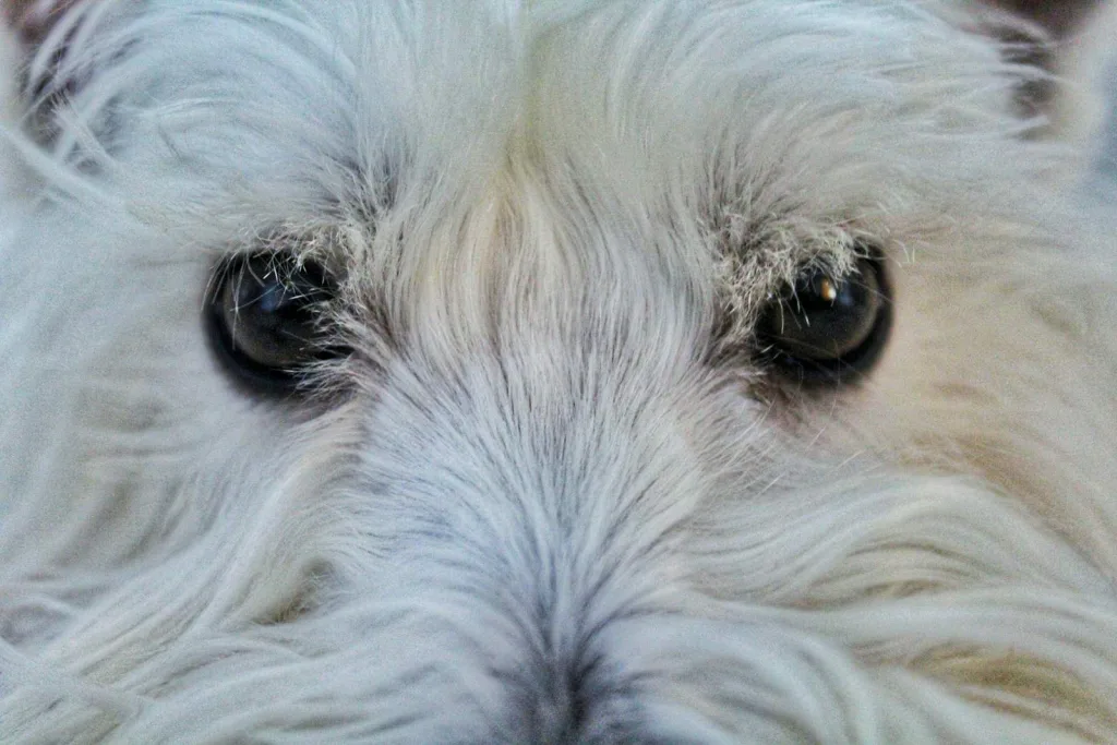 dog eyes for cleaning white long coat small dog