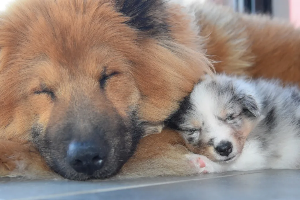 dog puppy sleeping dog and puppy sleeping together