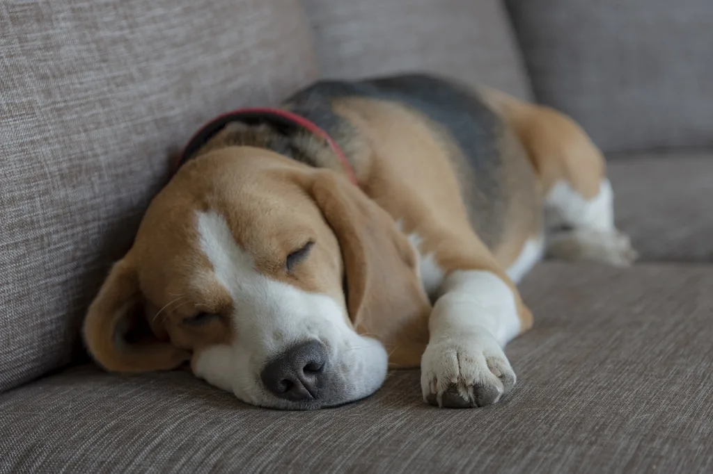 Beagle sleeping Beagle sleeping on the couch