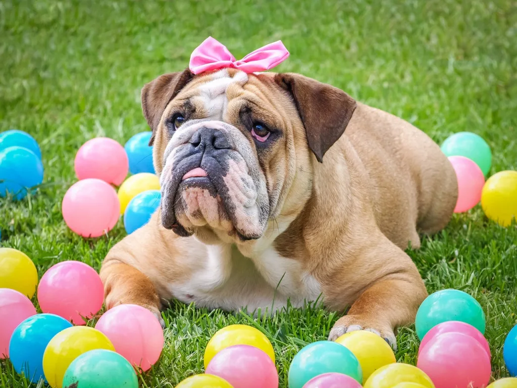 bulldog pink ribbon bulldog with pink ribbon
