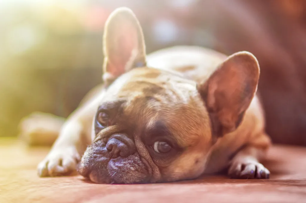 french bulldog sleeping French bulldog sleeping