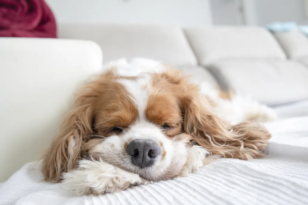 cavalier sleeping cavalier king charles spaniel sleeping