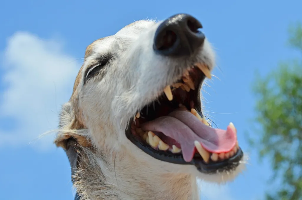 Greyhound with open mouth Greyhound mouth open