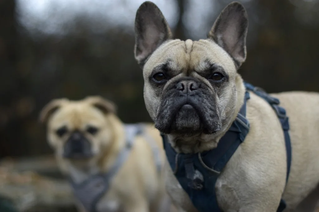 brachycephalic dog 2 white dogs standing together