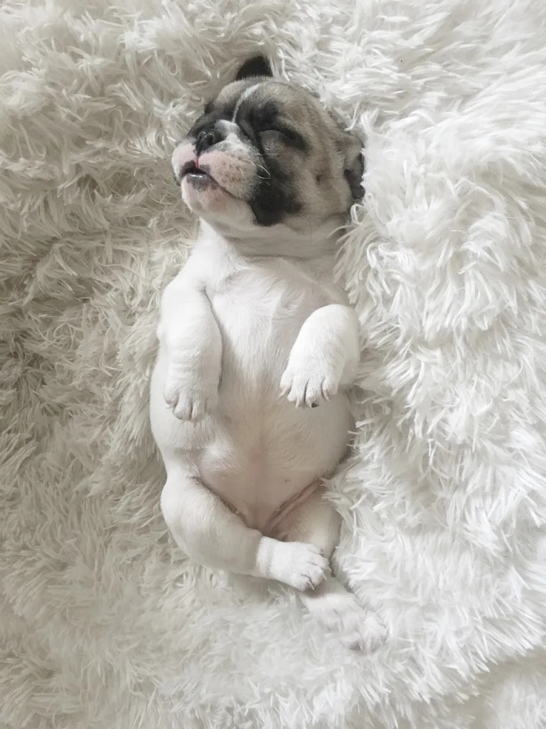 upside down sleeping puppy puppy sleeping upside down