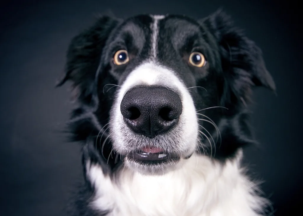 Border collie nose black and white dog, up close of nose