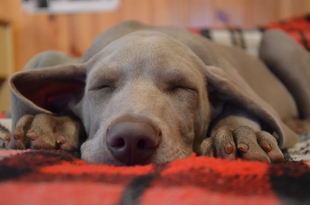 dog sleeping on blanket brown puppy sleeping on red blanket