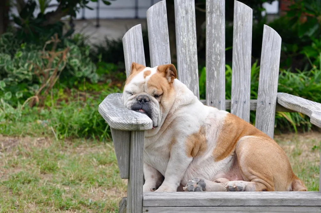 bulldog sleeping on chair Bulldog sleeping on arm of chair outside