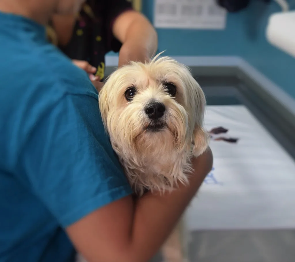 dog at vet ofice dog at veterinary