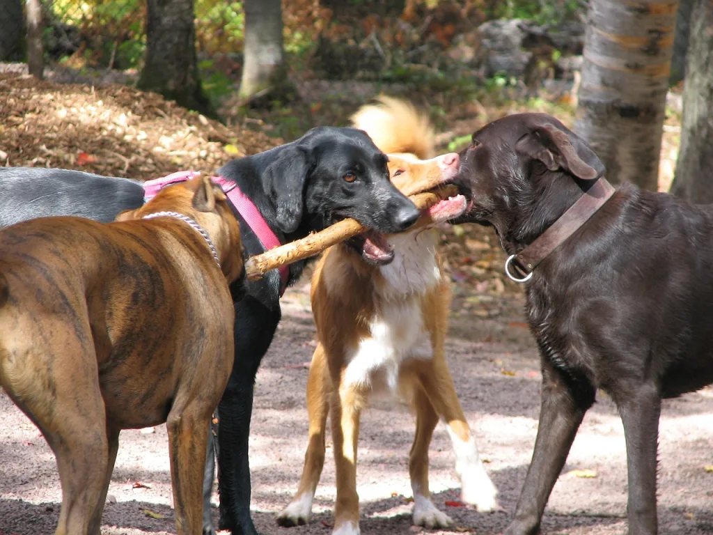 dogs playing with stick 3 dogs playing with a stick