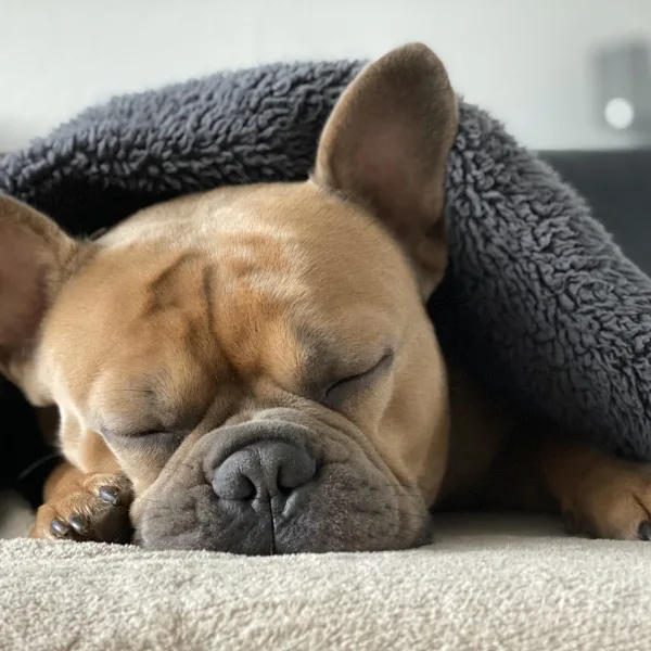 french bulldog sleeping