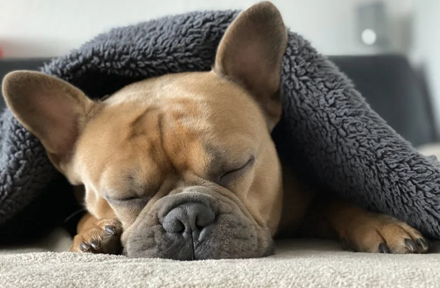 french bulldog sleeping