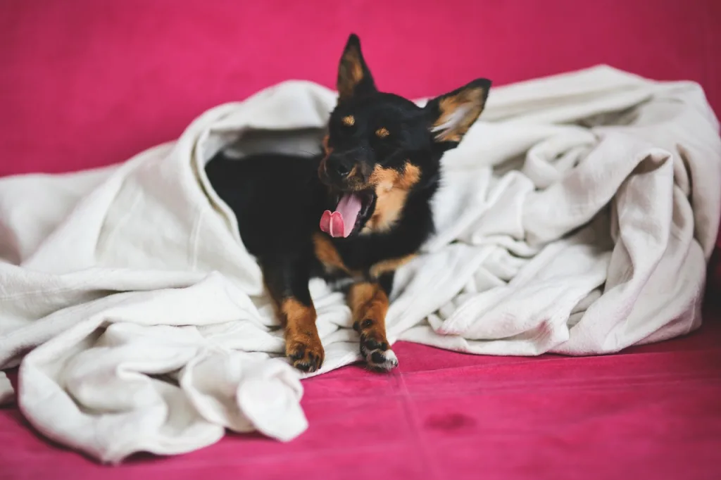 dog sleeping on blanket small dog sleeping in pink blanket