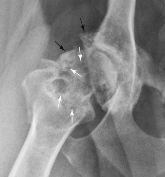 OA in dogs xray of a joint with DJD in a dog