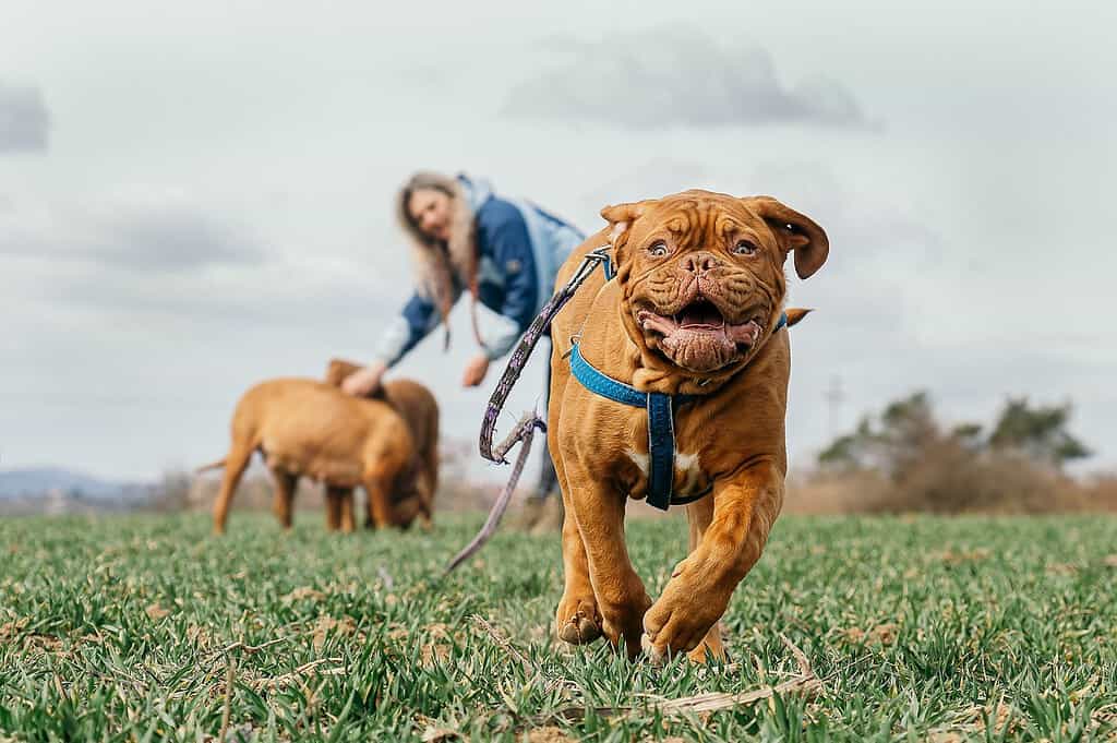 bordeaux-mastiff-grass-running-7170006 bordeaux mastiff, grass, running-7170006.jpg