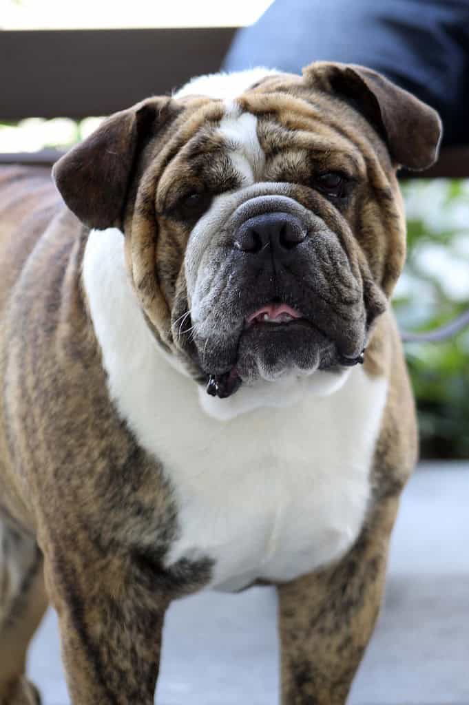 bulldog-happy-dog-dog-training-5237072 bulldog, happy dog, dog training-5237072.jpg