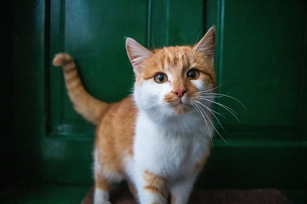 cat-front-door-nature-6946505 cat, front door, nature-6946505.jpg