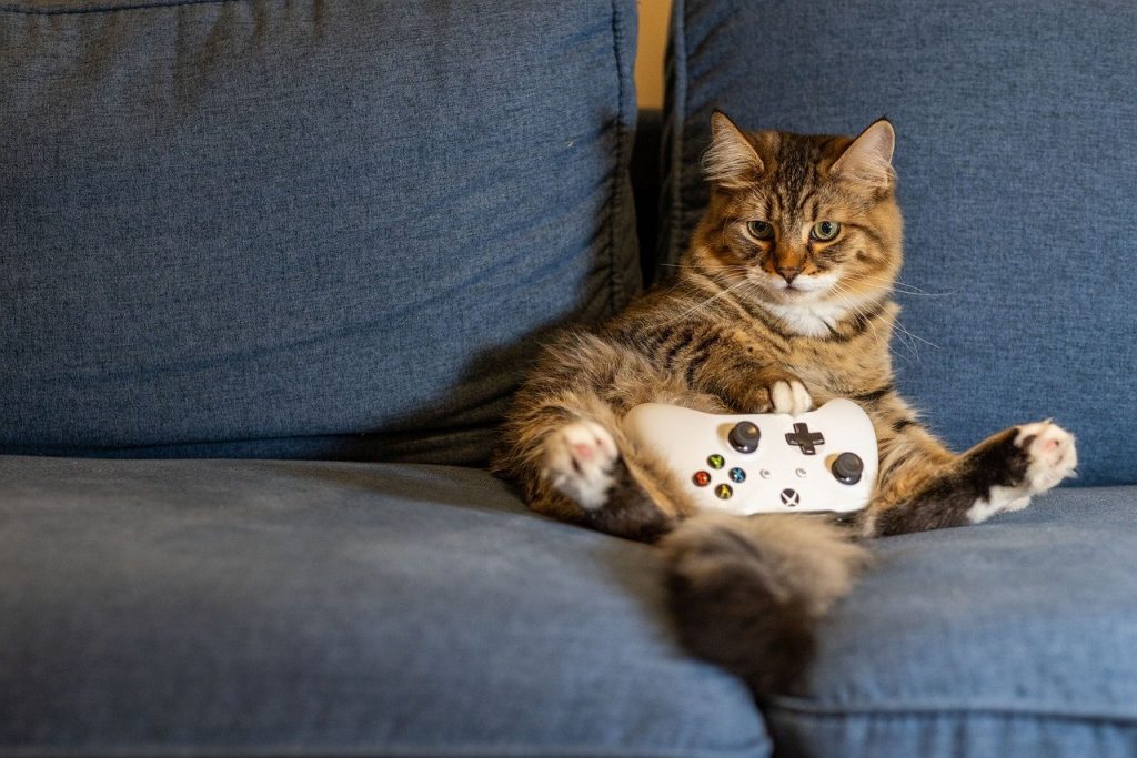 cat-kitten-animal-8446390 cat, kitten, animal-8446390.jpg