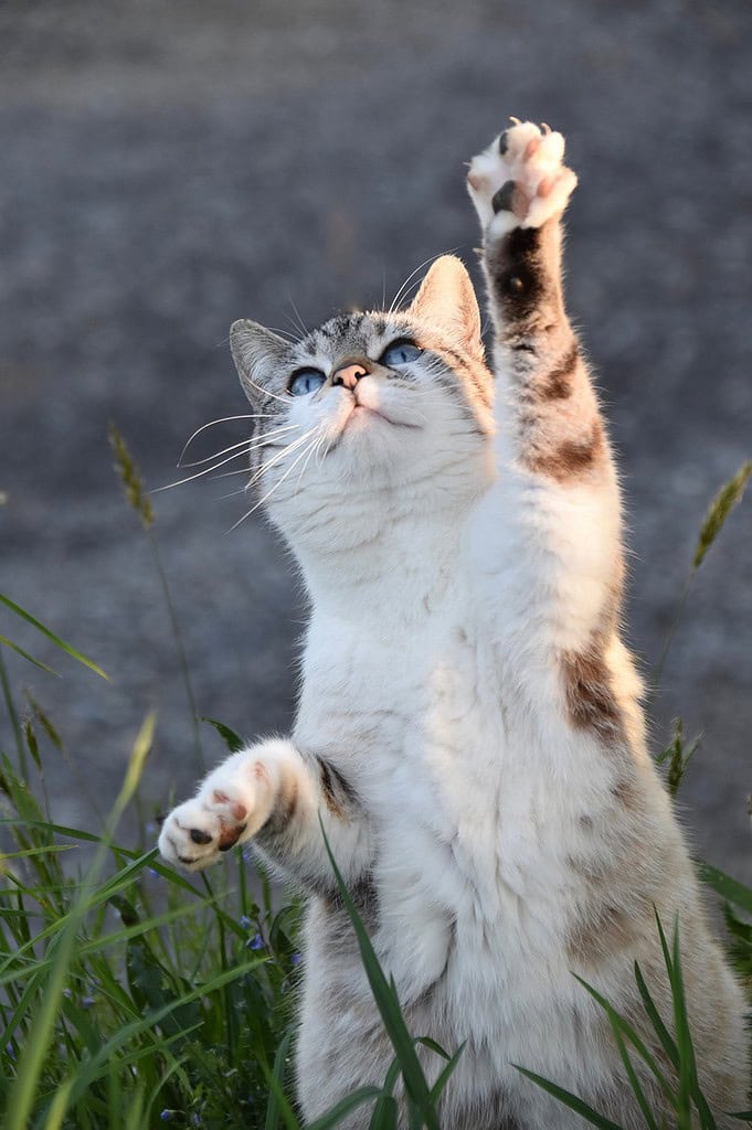cat-kitten-feline-5098930 cat, kitten, feline-5098930.jpg