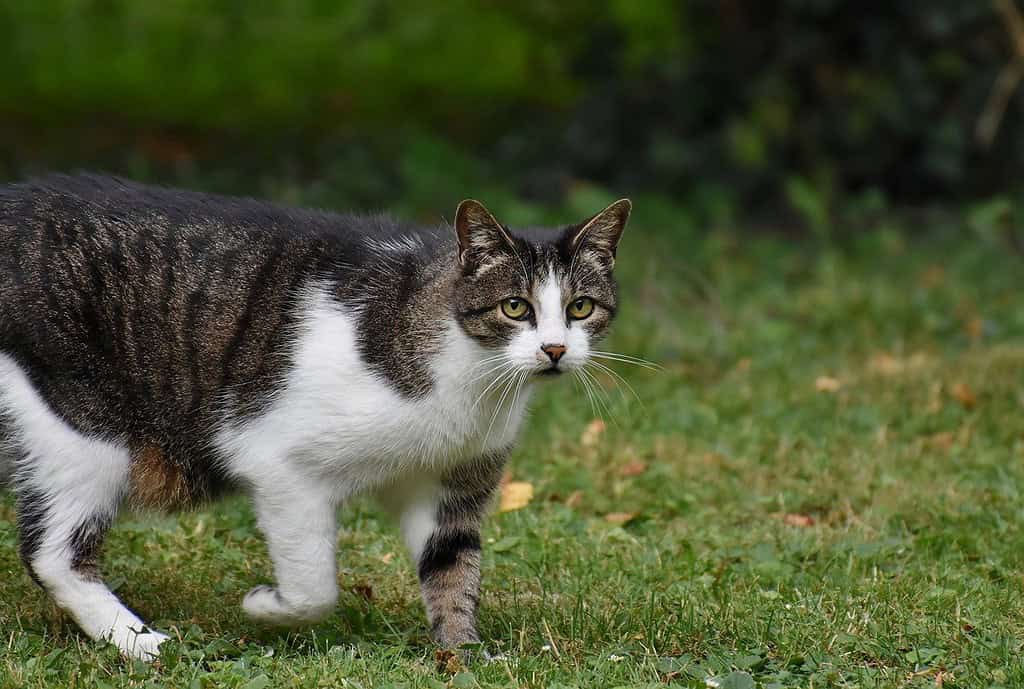 cat-kitten-feline-8121892 cat, kitten, feline-8121892.jpg