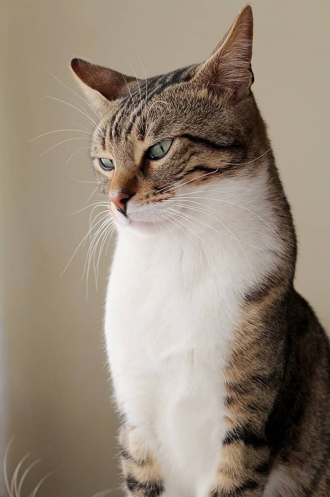 cat-nature-pat-4959941 cat, nature, pat-4959941.jpg