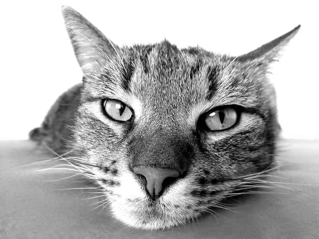 cat-pet-animal-98359 cat, pet, animal-98359.jpg