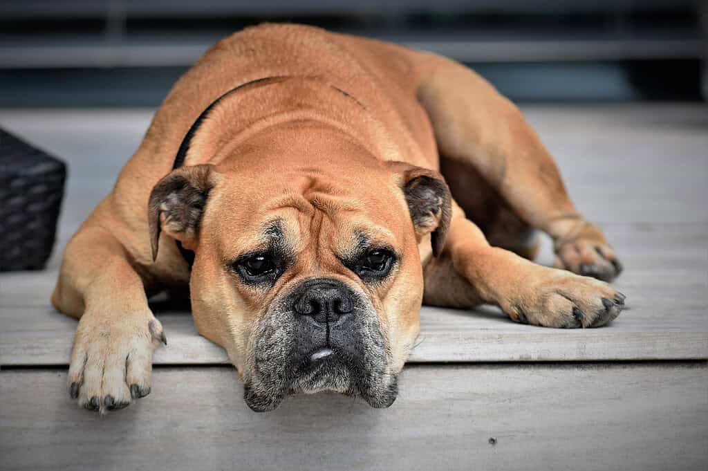 continental-bulldog-dog-animal-2437110 continental bulldog, dog, animal-2437110.jpg