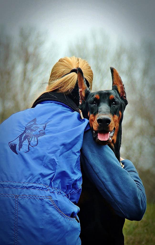 doberman-dog-embrace-3112891 doberman, dog, embrace-3112891.jpg