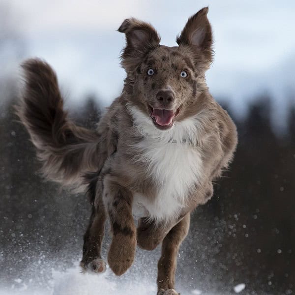 dog, australian shepherd, run-5773397.jpg