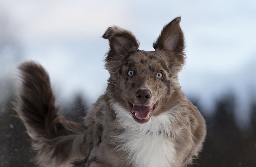 dog, australian shepherd, run-5773397.jpg