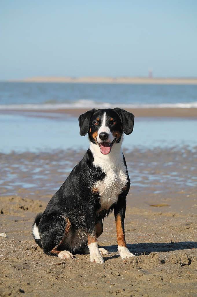 dog-beach-sea-7956828 dog, beach, sea-7956828.jpg