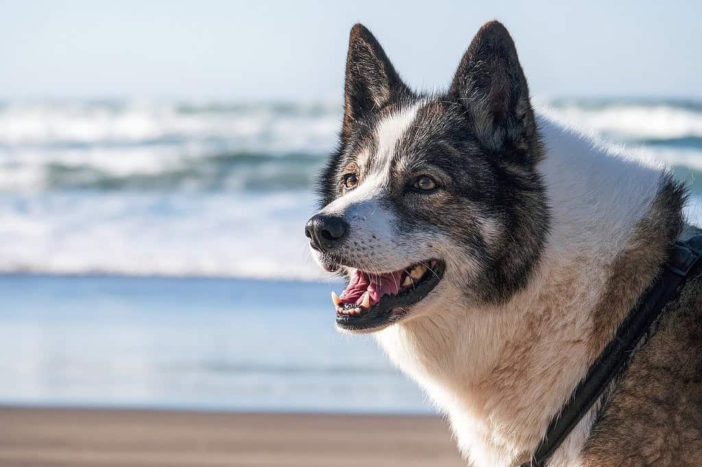 dog-beach-water-8445917 dog, beach, water-8445917.jpg