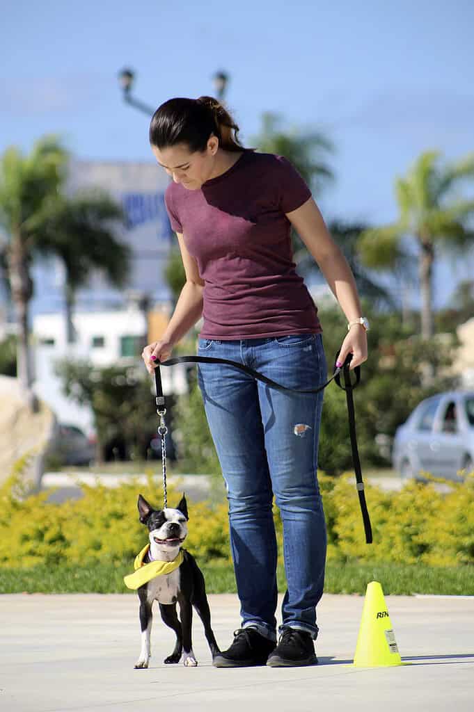 dog-dog-training-entrenamiento-canino-5211933 dog, dog training, entrenamiento canino-5211933.jpg