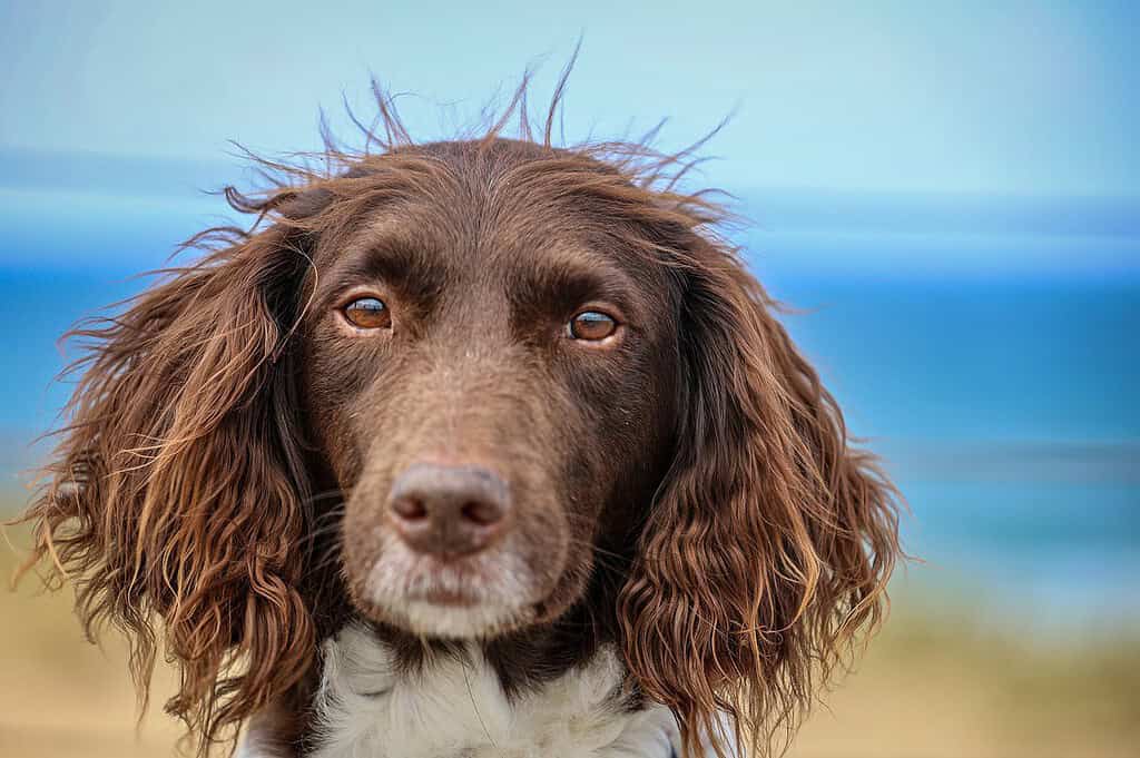 dog-domestic-animal-portrait-7311407 dog, domestic animal, portrait-7311407.jpg