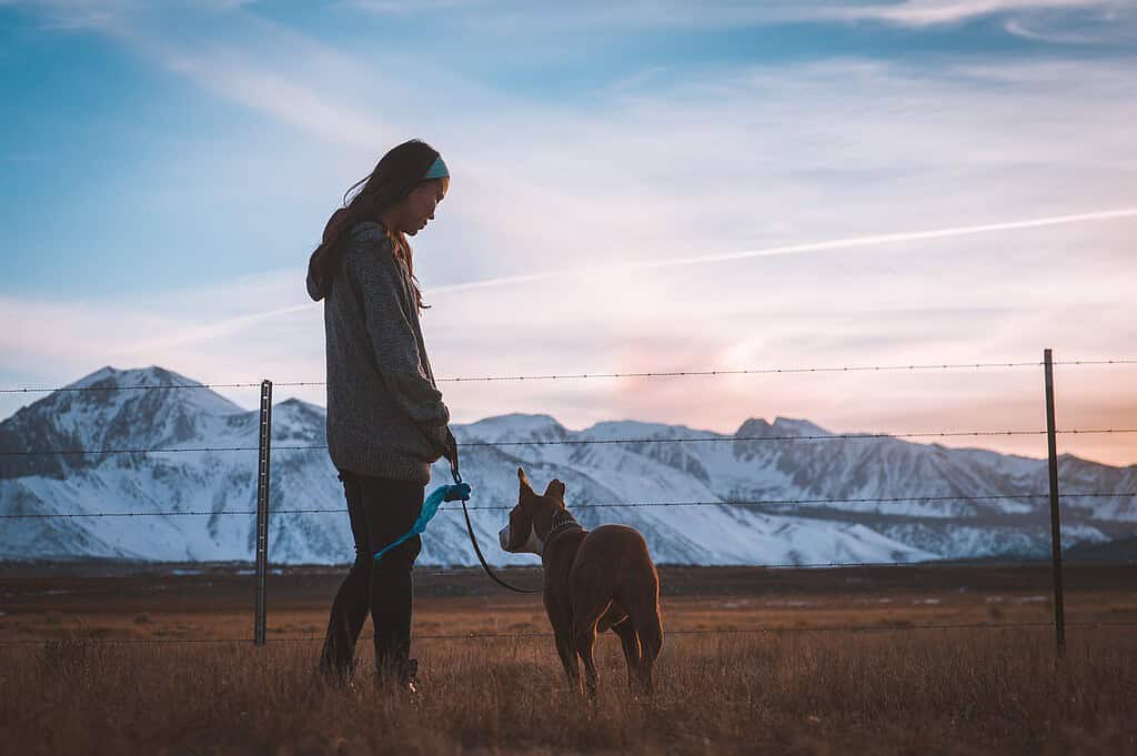 dog-girl-fence-1867604 dog, girl, fence-1867604.jpg