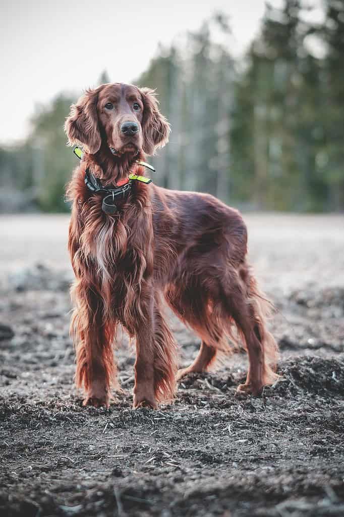 dog-irish-animal-7128744 dog, irish, animal-7128744.jpg