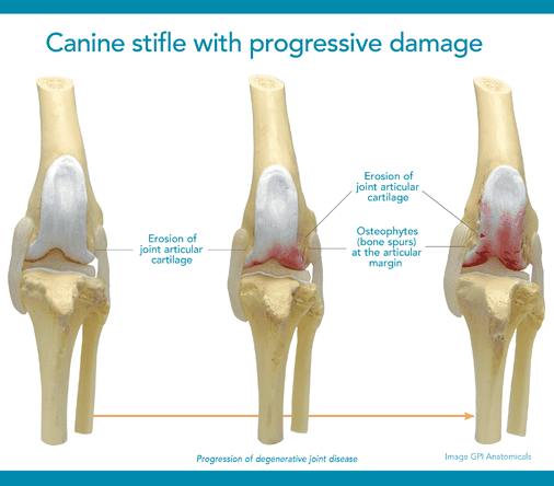 dog joint with damage illustration of a dog joint with damage