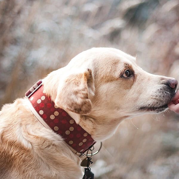 dog, labrador, pet-1861839.jpg
