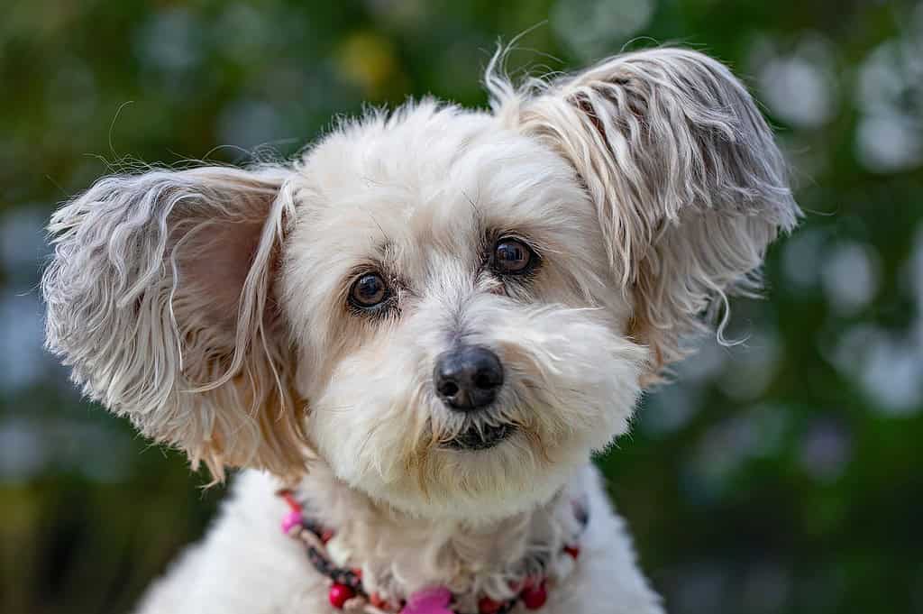dog-nature-pet-5482171 dog, nature, pet-5482171.jpg