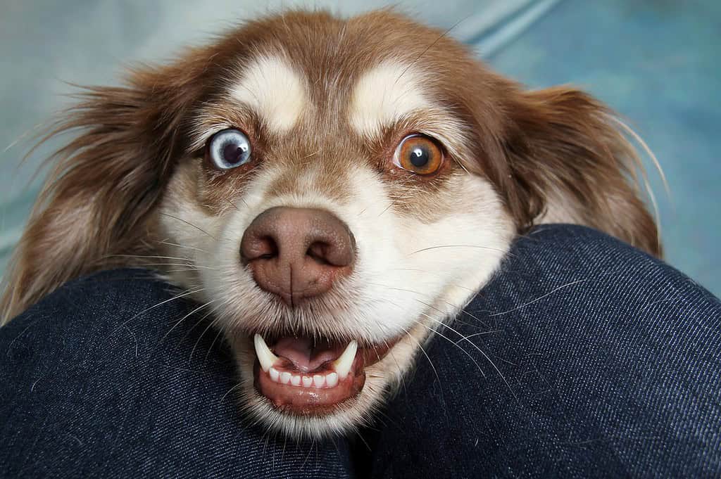 dog-pet-canine-4633734 dog, pet, canine-4633734.jpg