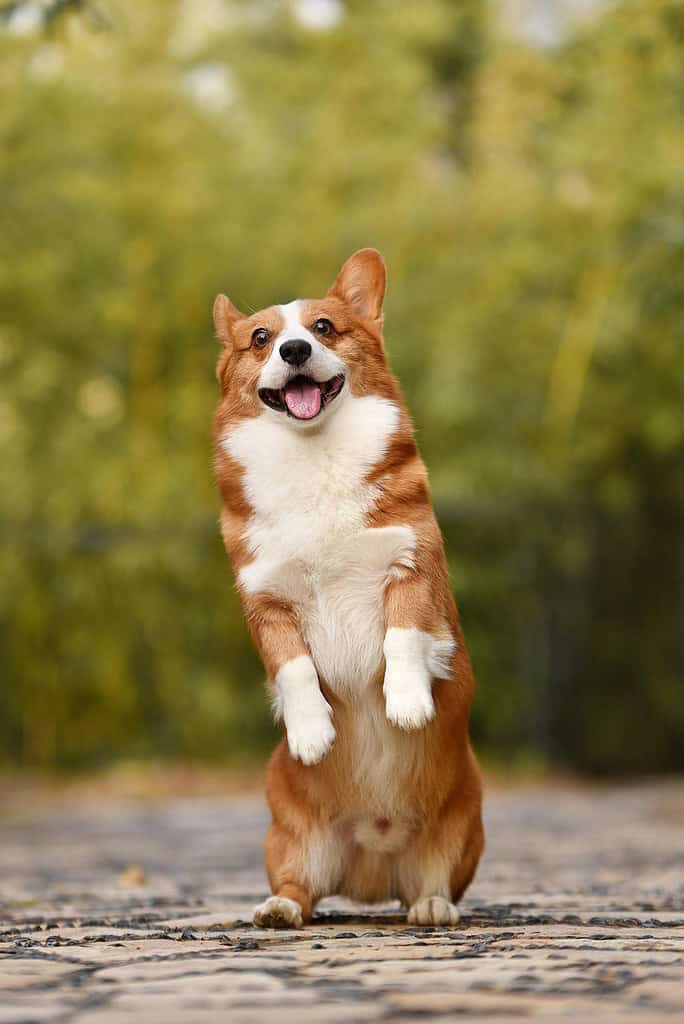 dog-pet-corgi-3389729 dog, pet, corgi-3389729.jpg